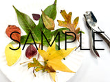 Fall Leaf Confetti (PLR Limited)