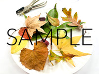 Fall Leaf Confetti (PLR Limited)