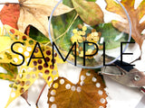 Fall Leaf Confetti (PLR Limited)