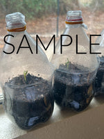 2 Liter Bottle Mini Greenhouses (PLR Limited)
