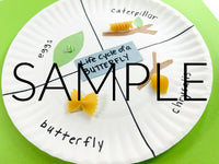 Butterfly Life Cycle Paper Plate Activity (PLR Unlimited)